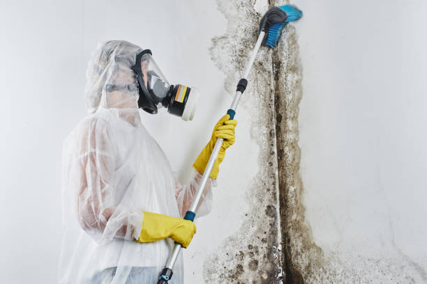 Mold Remediation for Rental Properties in Lemon Hill, CA